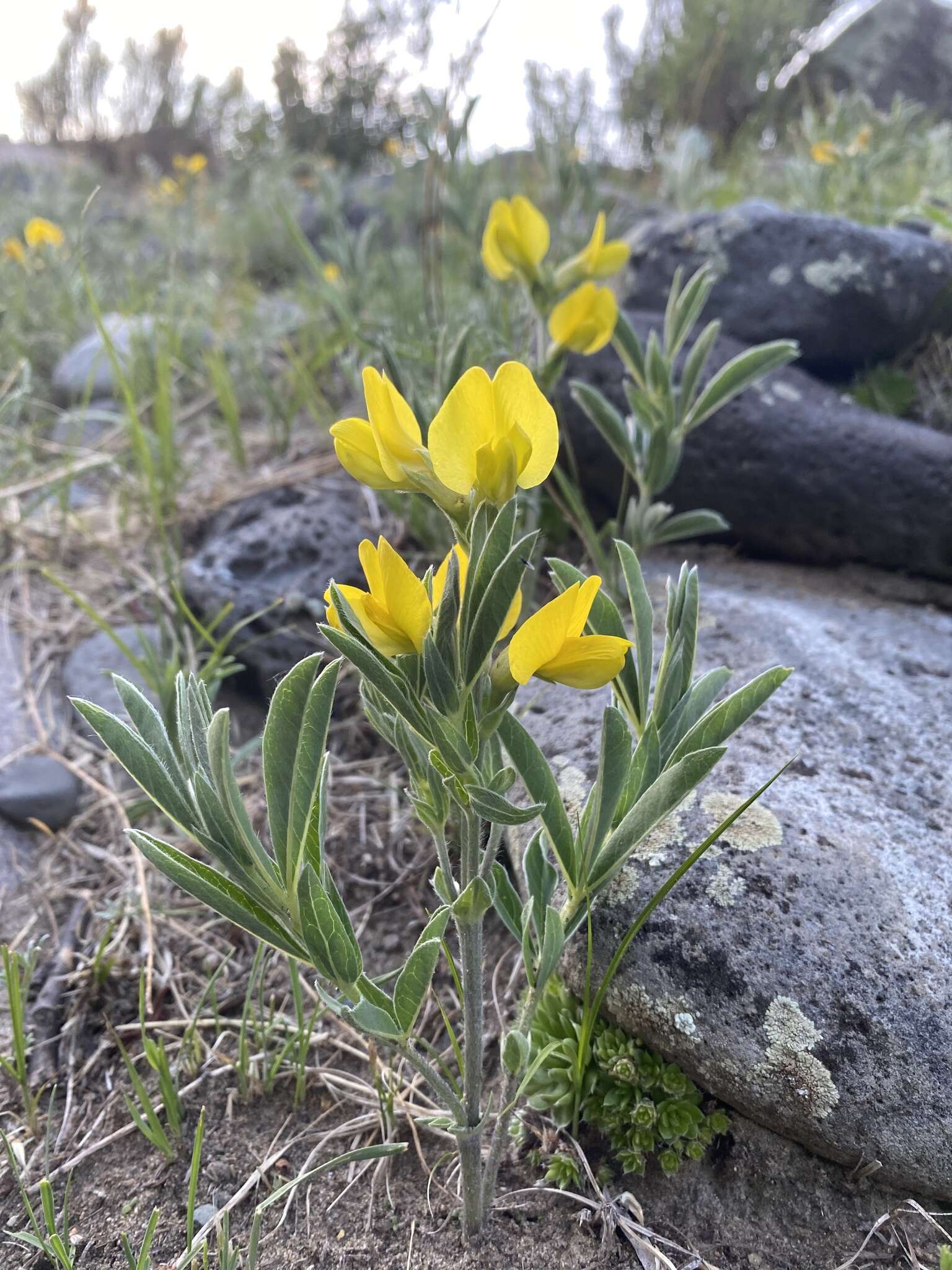 Image of Thermopsis dahurica Czefr.