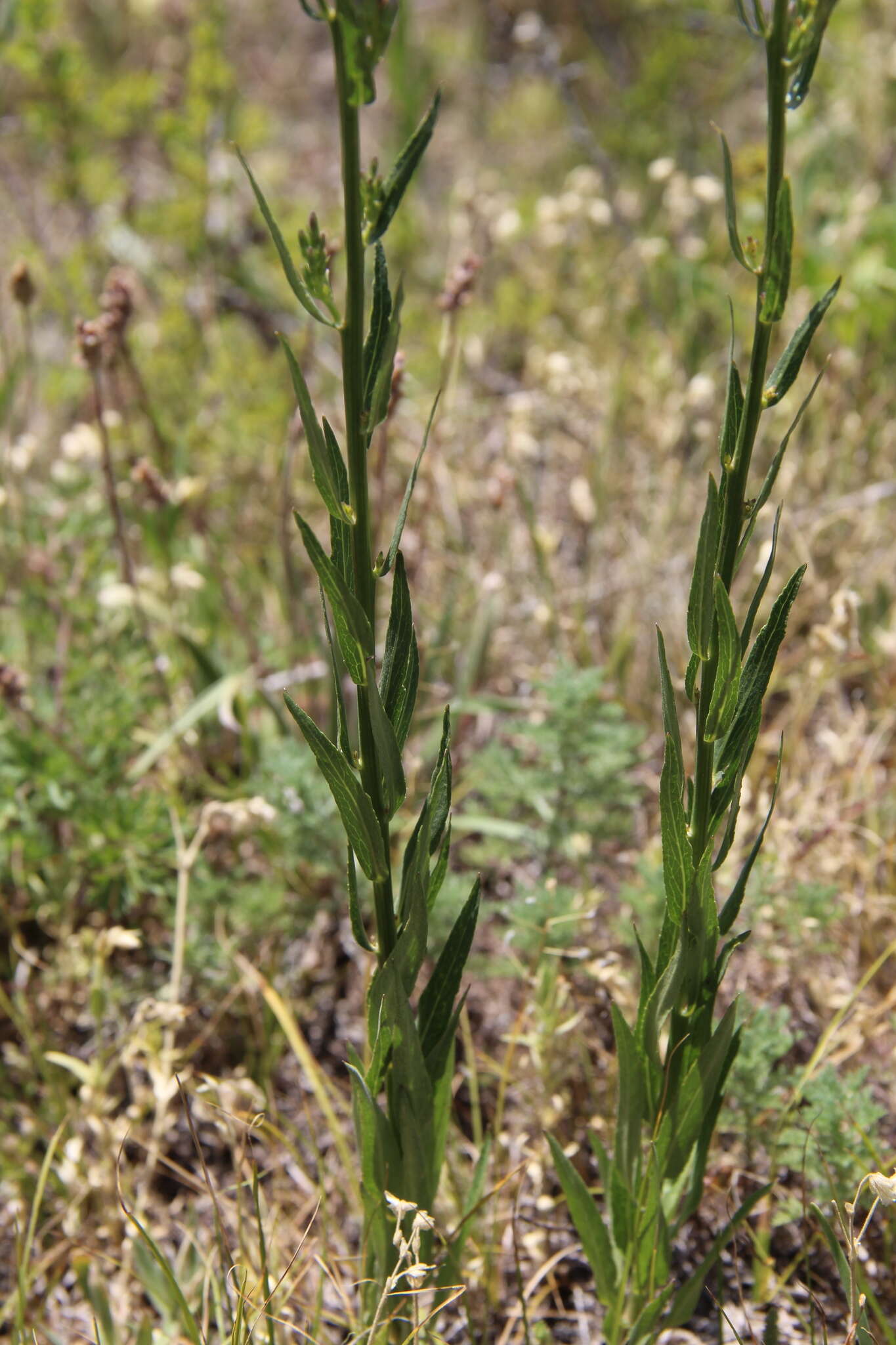 Image of Asyneuma canescens (Waldst. & Kit.) Griseb. & Schenk