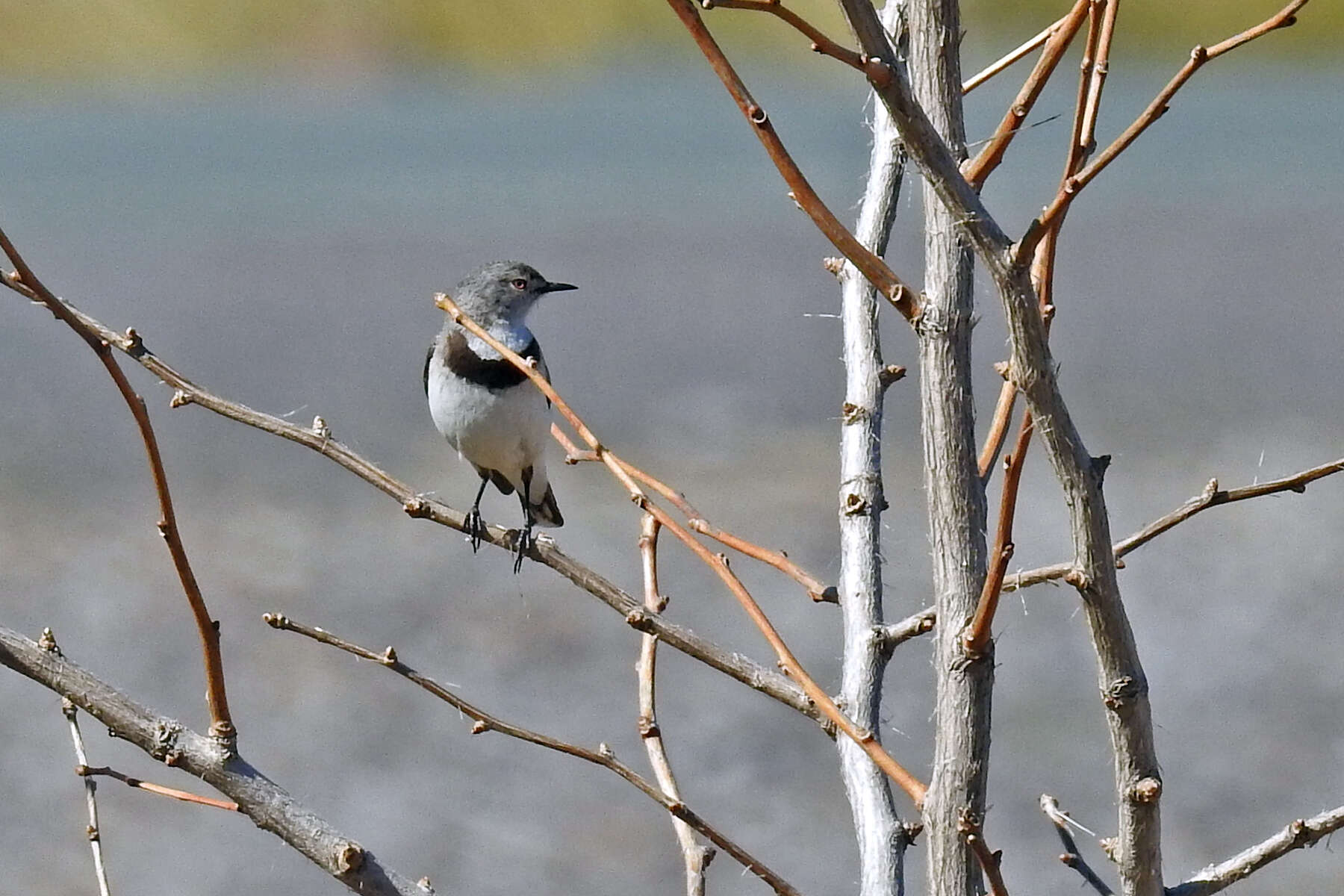 Image of White-fronted Chat