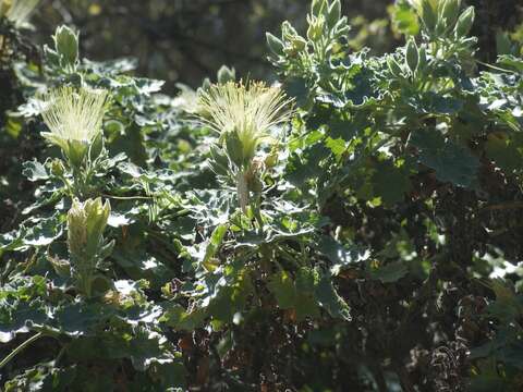 Image of Eucnide grandiflora Rose