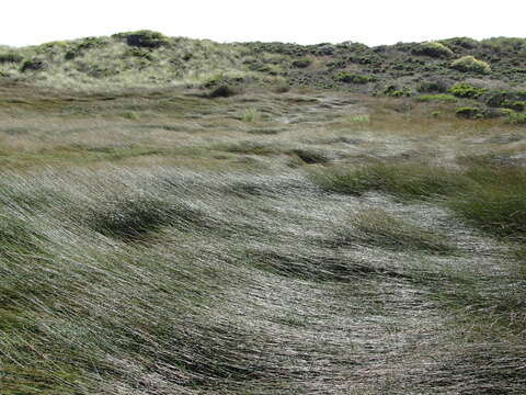 Juncus lesueurii Boland.的圖片