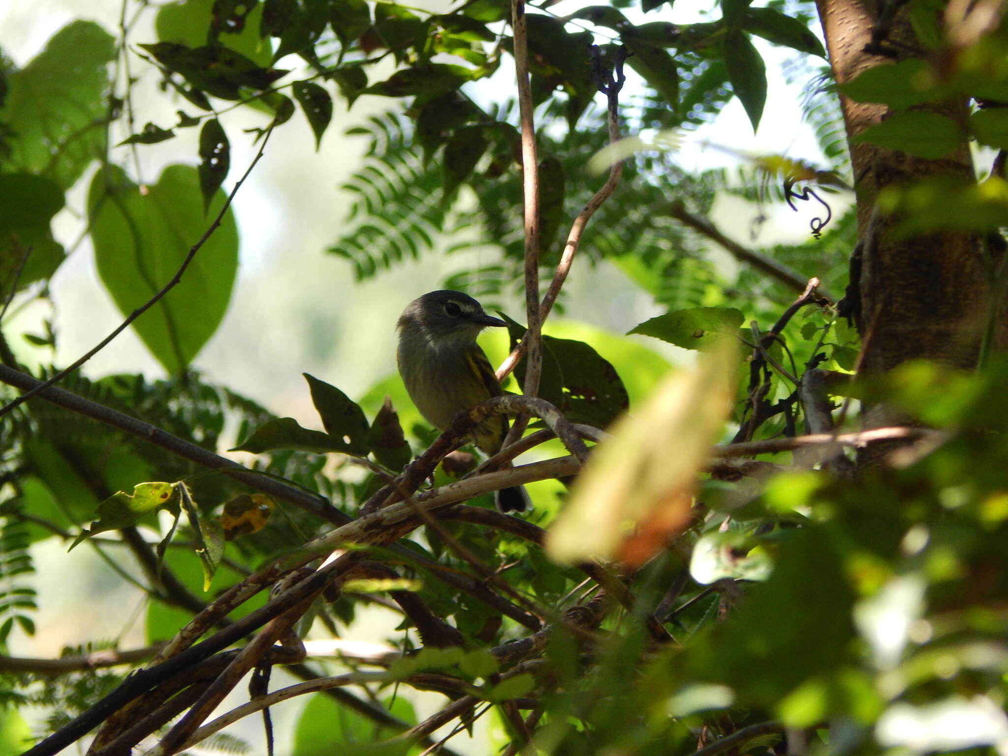 Image of Slate-headed Tody-Flycatcher