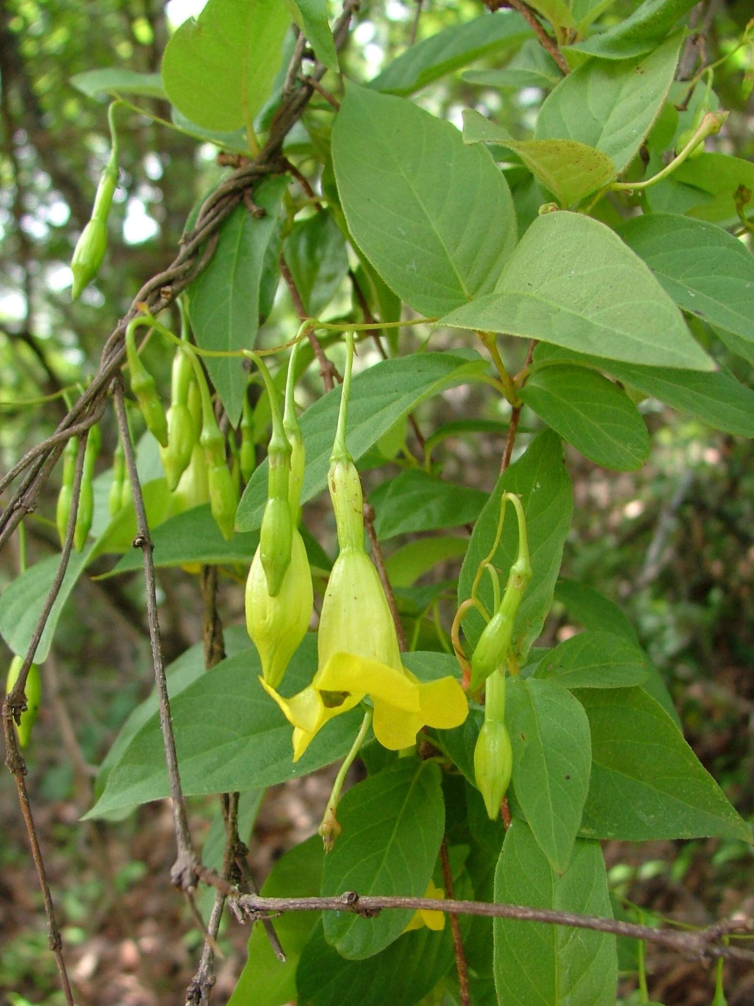 Mandevilla oaxacana (A. DC.) Hemsl.的圖片