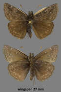 Image of Afranius Duskywing