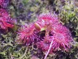 Image of spoonleaf sundew