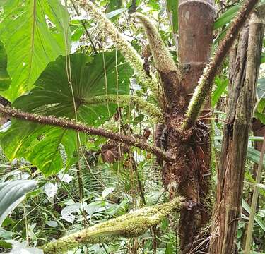 Image of Philodendron fibrosum Sodiro ex Croat