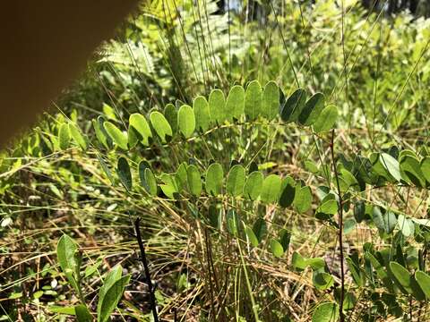 Image of Georgia Indigo-Bush