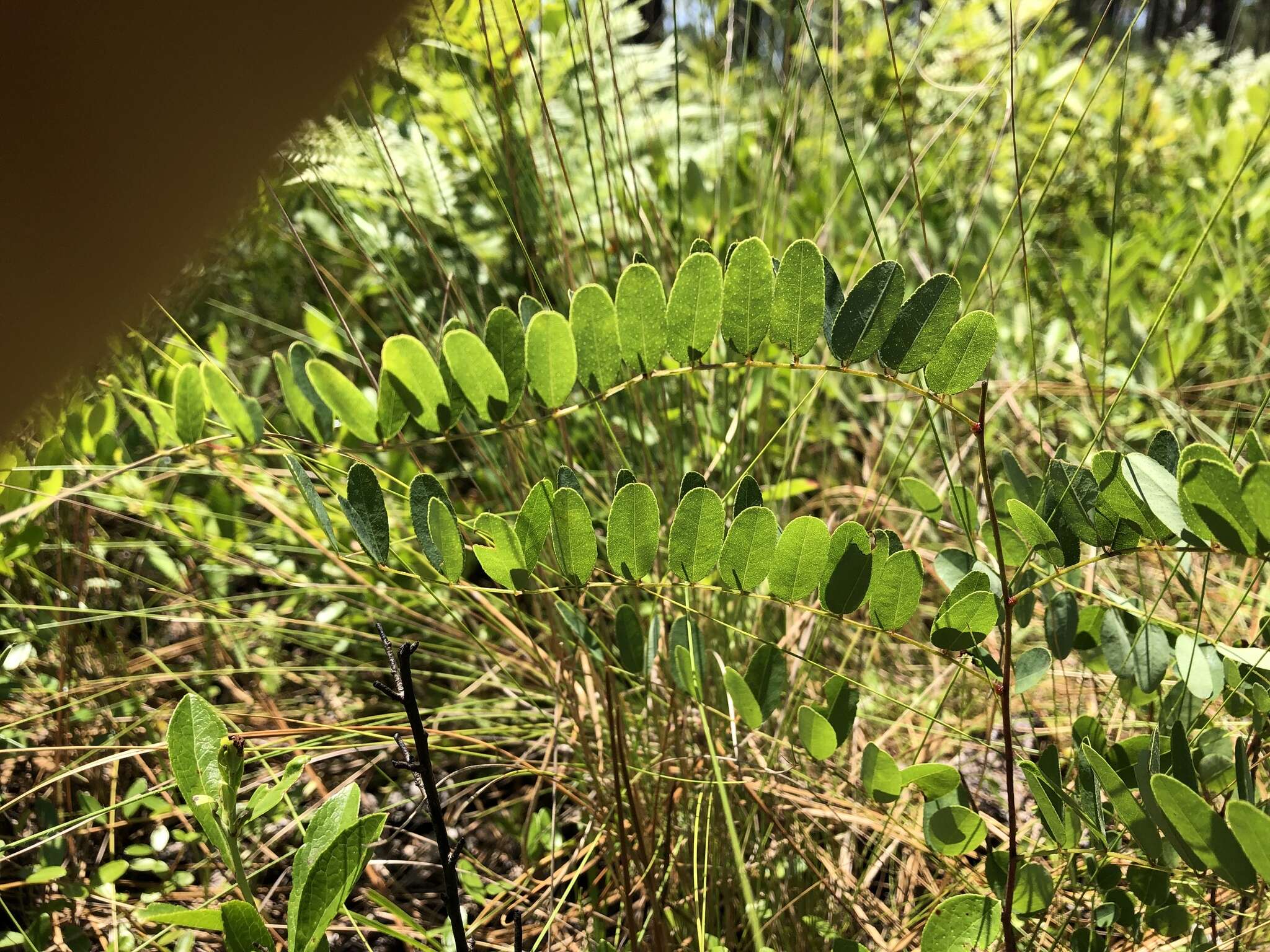 Image of Georgia false indigo