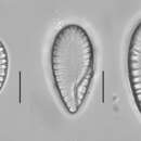 Image of Surirella brebissonii