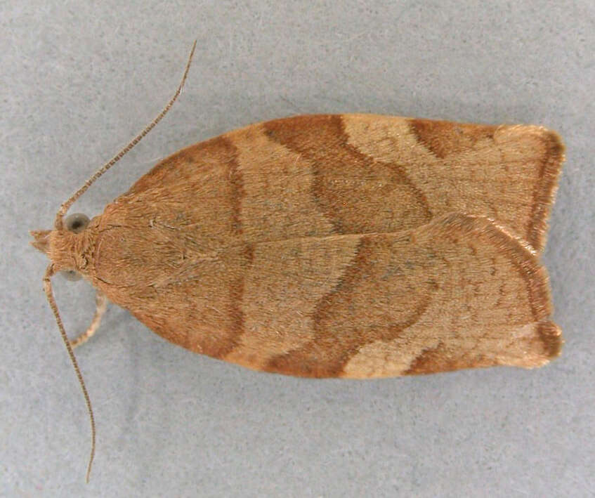 Image of barred fruit-tree tortrix