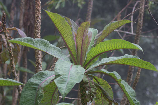 Image of Lobelia giberroa Hemsl.