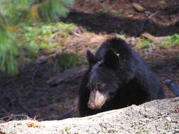 Image of American Black Bear