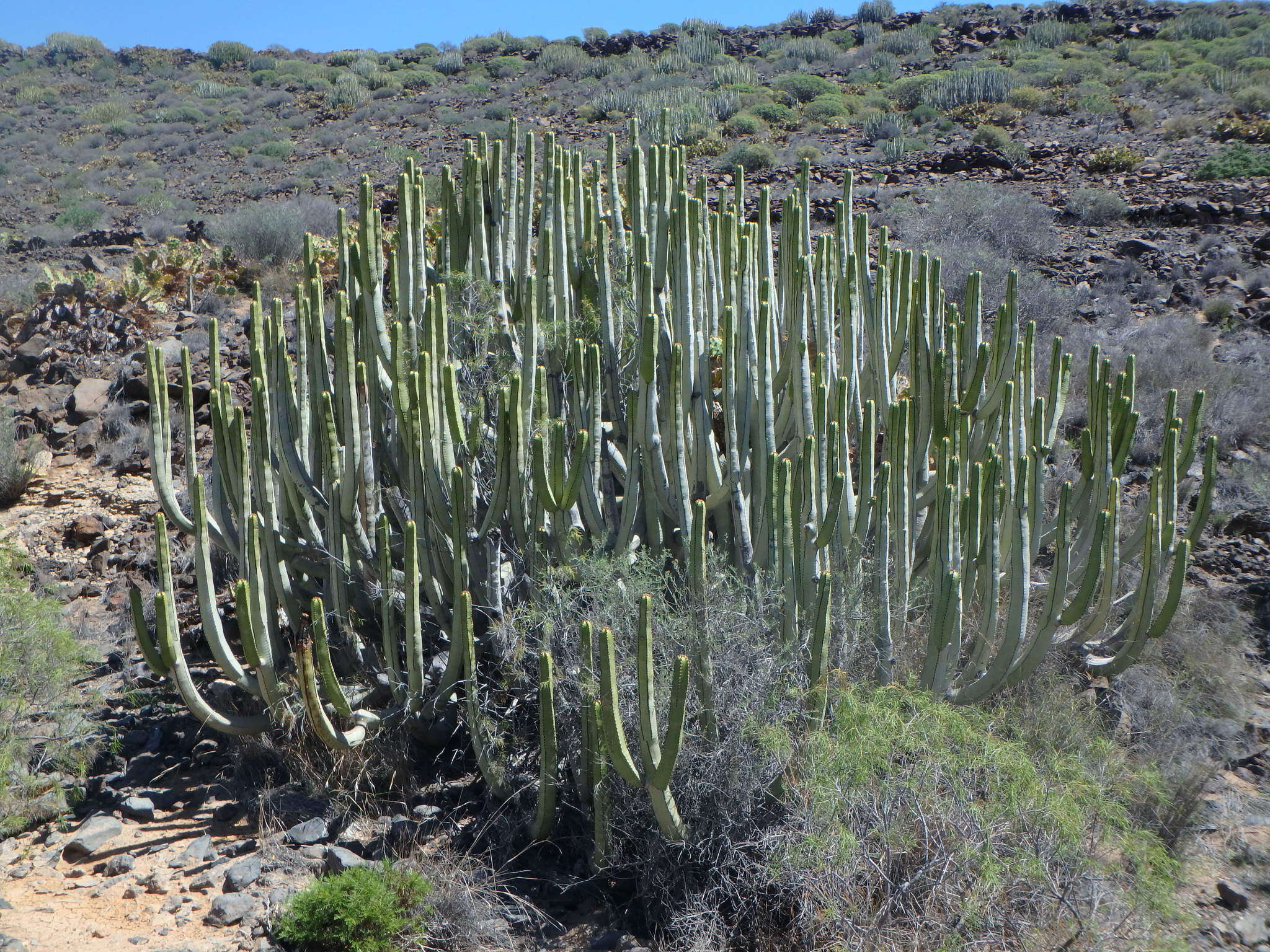 Imagem de Euphorbia canariensis L.