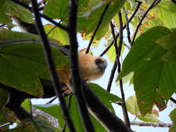 Image of Buff-headed Coucal