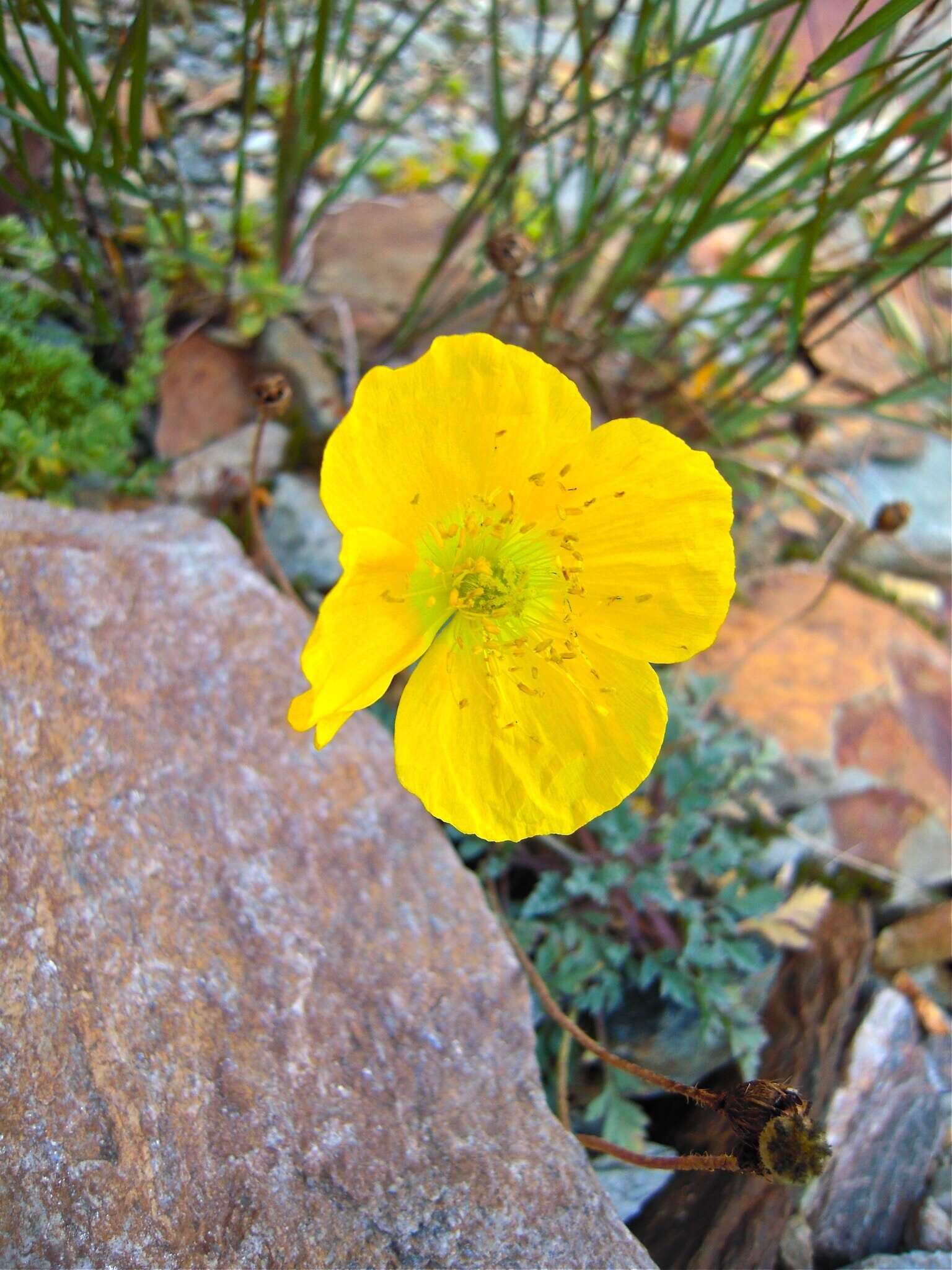 Imagem de Papaver aurantiacum Loisel.