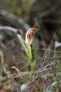 Image of Curled-tongue shell orchid