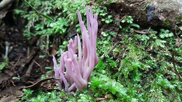 Image of Clavaria zollingeri Lév. 1846