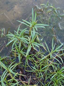 Image of hart's pennyroyal