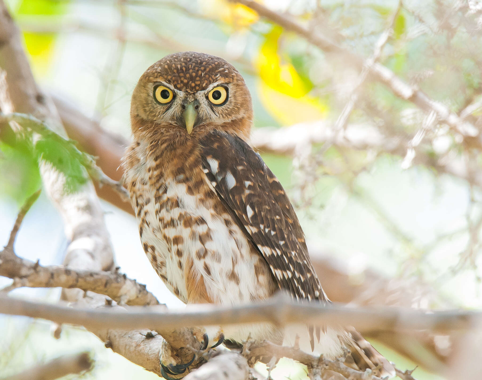 Image of Cuban Pygmy Owl