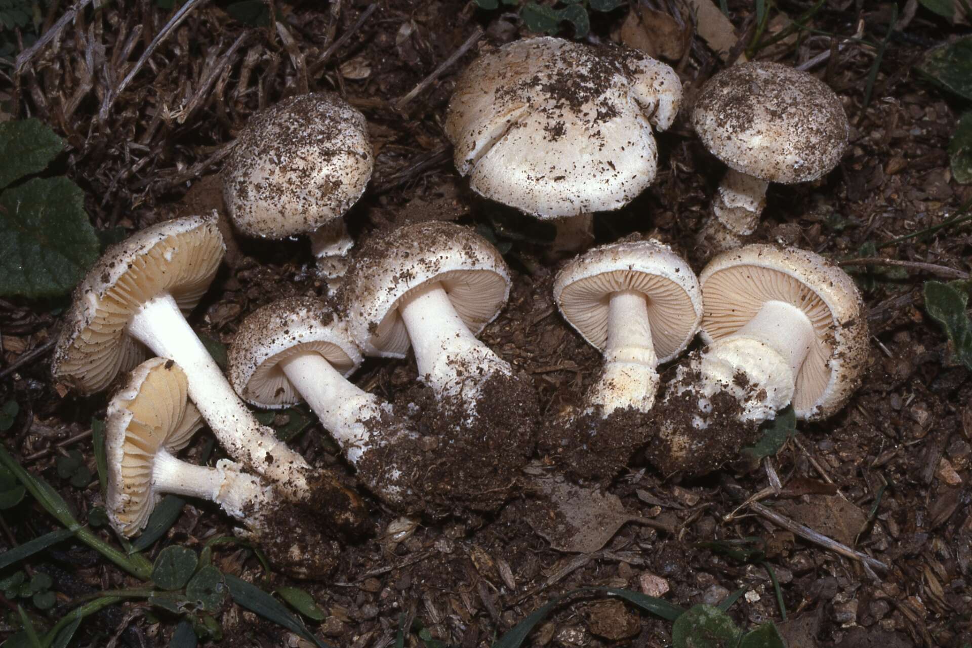 Image of Saproamanita singeri (Bas) Redhead, Vizzini, Drehmel & Contu 2016