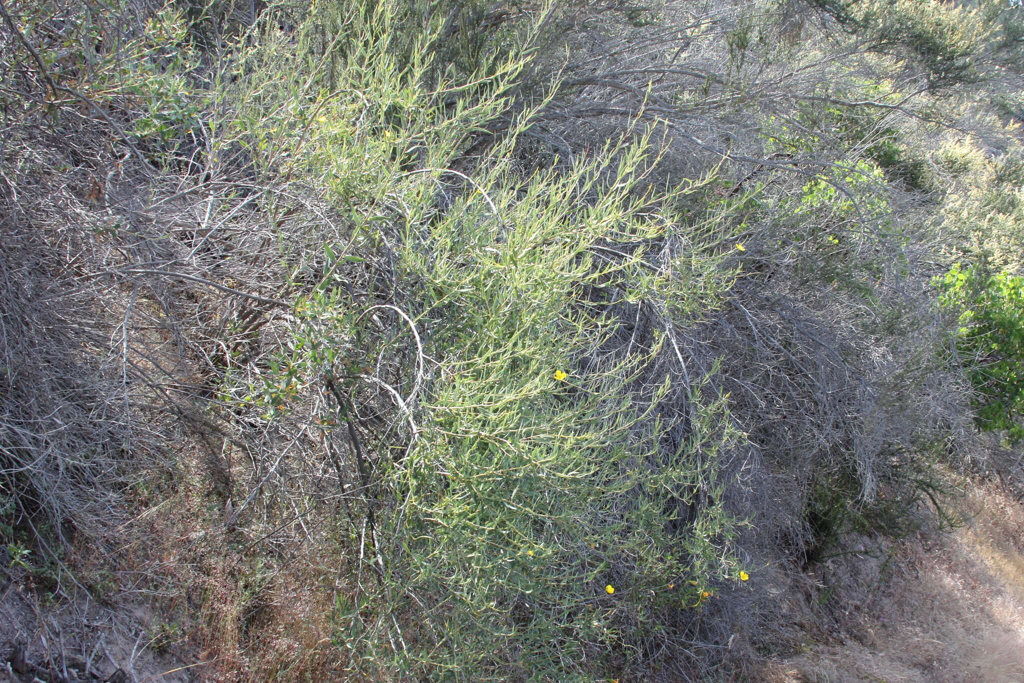 Image of tree poppy