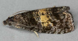 Image of Endothenia nigricostana Haworth 1811