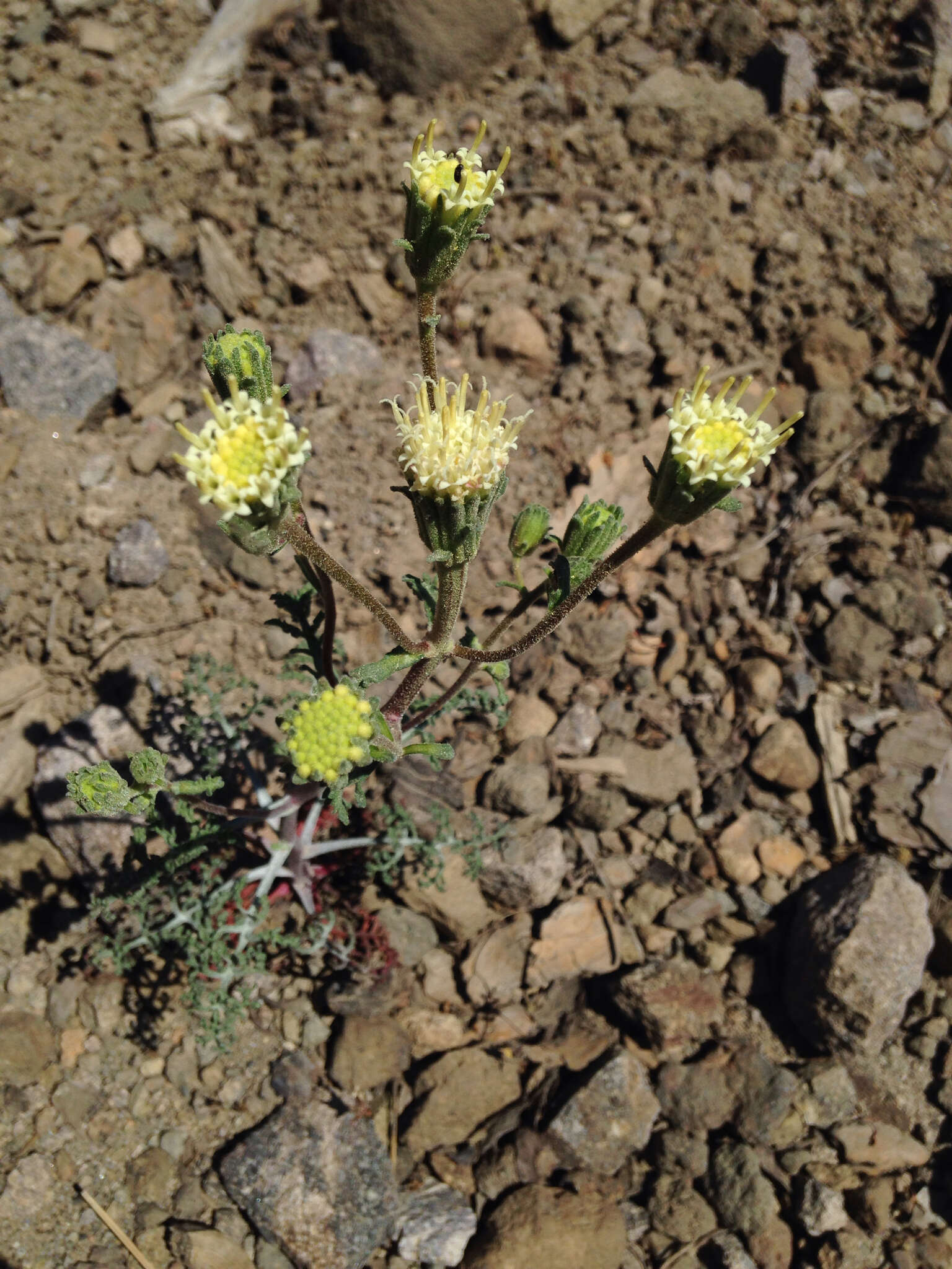 Sivun <i>Chaenactis <i>douglasii</i></i> var. douglasii kuva