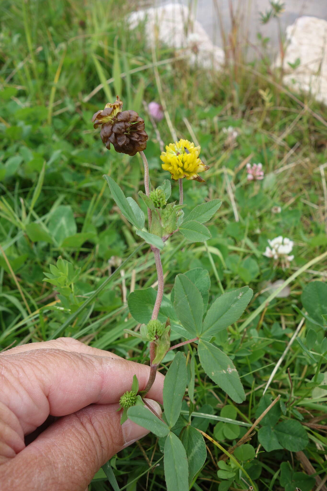 Sivun Trifolium badium Schreb. kuva