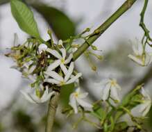 Image of white milkwood