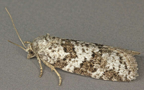 Cnephasia conspersana Douglas 1846的圖片