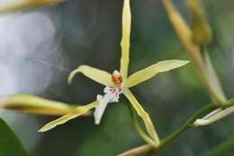 Image of Miltonia flavescens (Lindl.) Lindl.