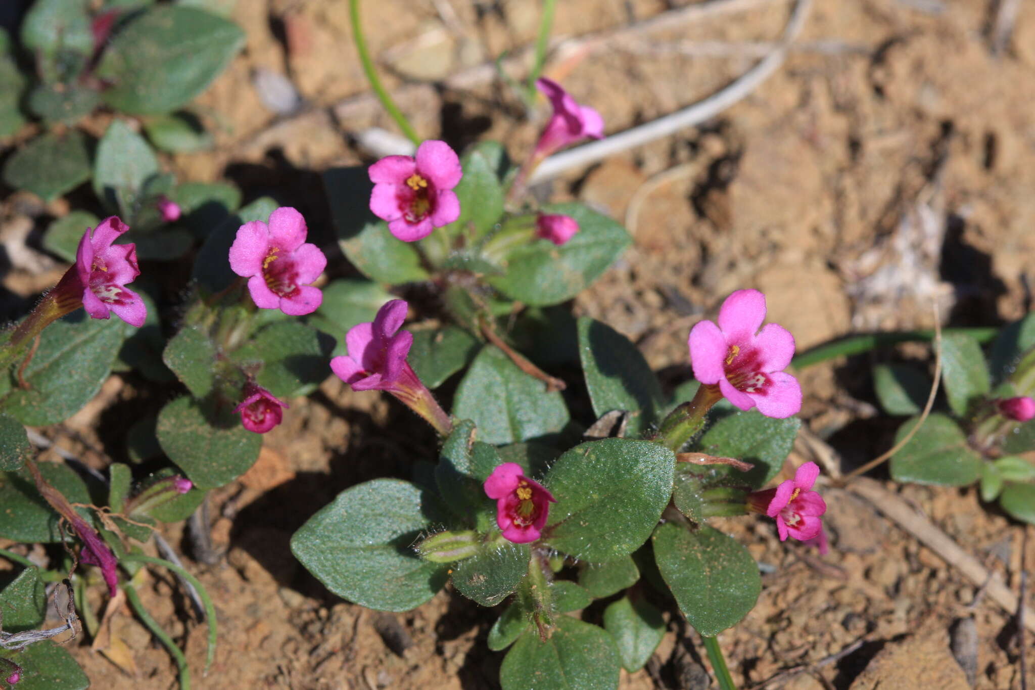 Image of Congdon's Monkey-Flower