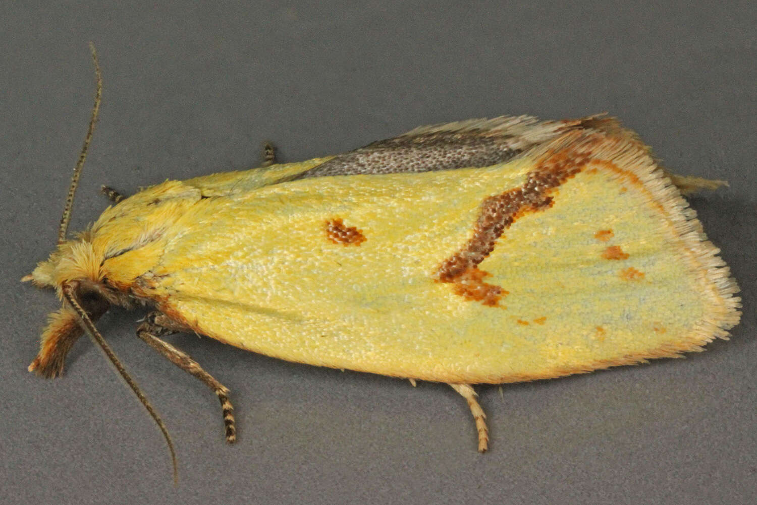 Image of Agapeta