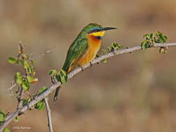 Image de Merops pusillus cyanostictus Cabanis 1869