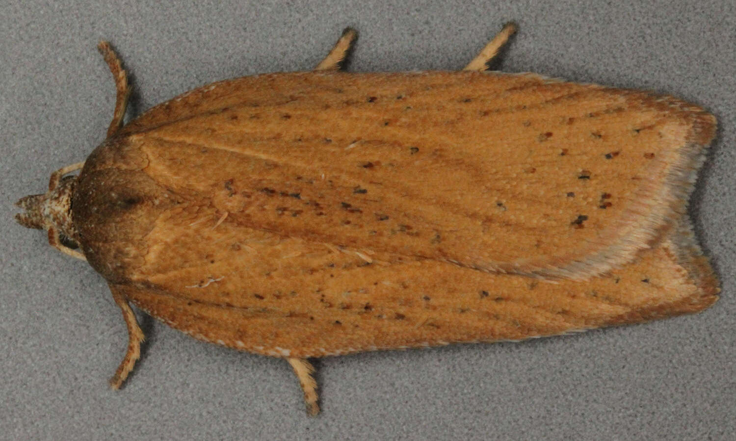 Image of Acleris rufana Denis & Schiffermüller 1775