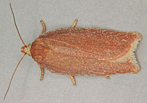 Image of Acleris rufana Denis & Schiffermüller 1775