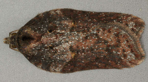 Image of Acleris hastiana Linnaeus 1758