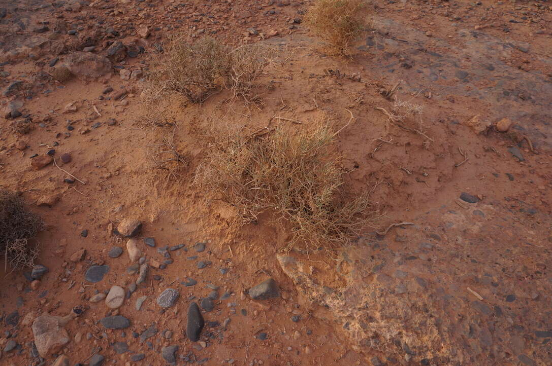 Image of Acanthorrhinum ramosissimum (Coss. & Durieu) Rothm.