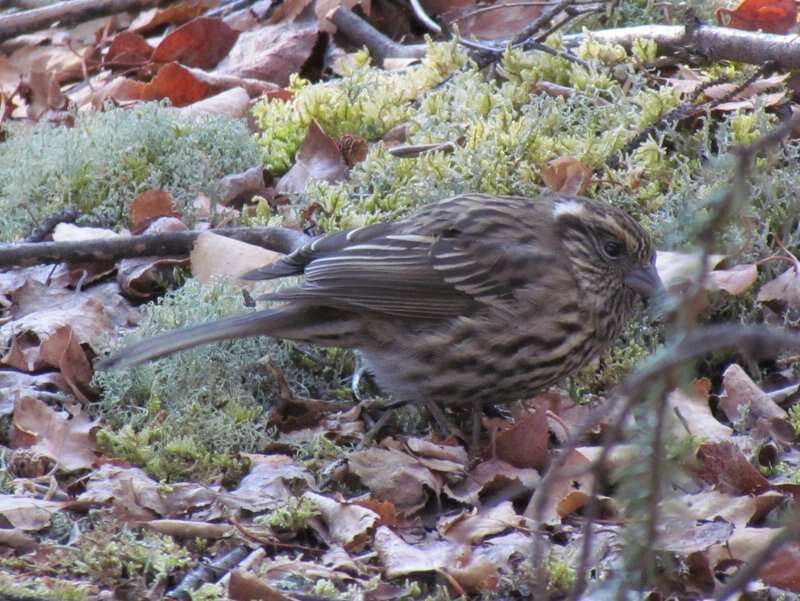 Image of Chinese White-browed Rosefinch