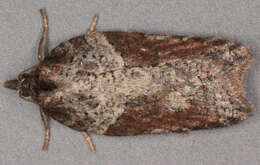 Image of Acleris hastiana Linnaeus 1758