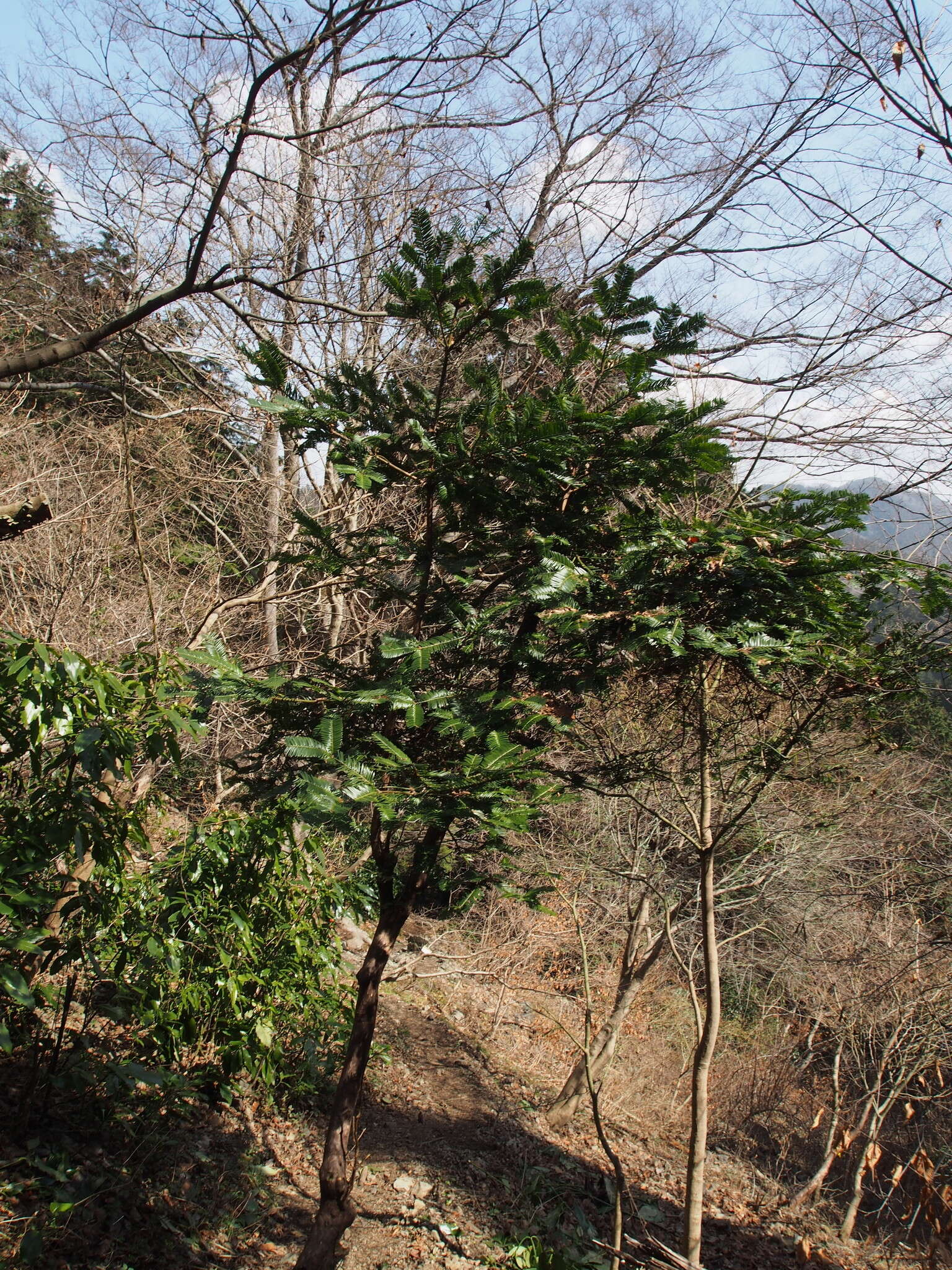 Cephalotaxus harringtonii var. harringtonii的圖片