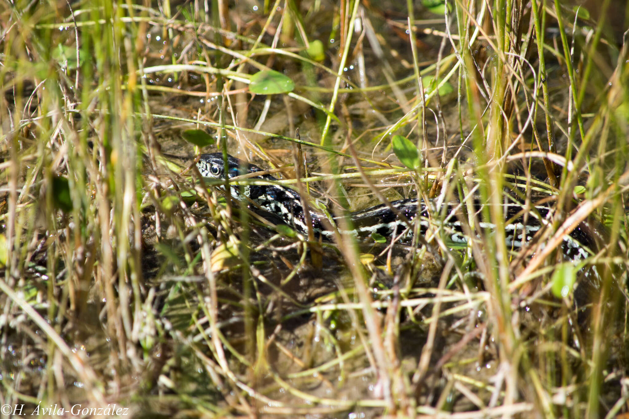 Image of Thamnophis eques virgatenuis Conant 1963