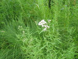 Image of Achillea salicifolia Bess.