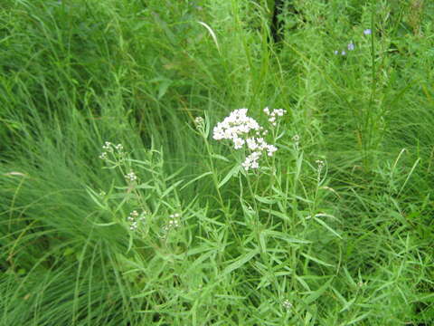 صورة Achillea salicifolia Bess.