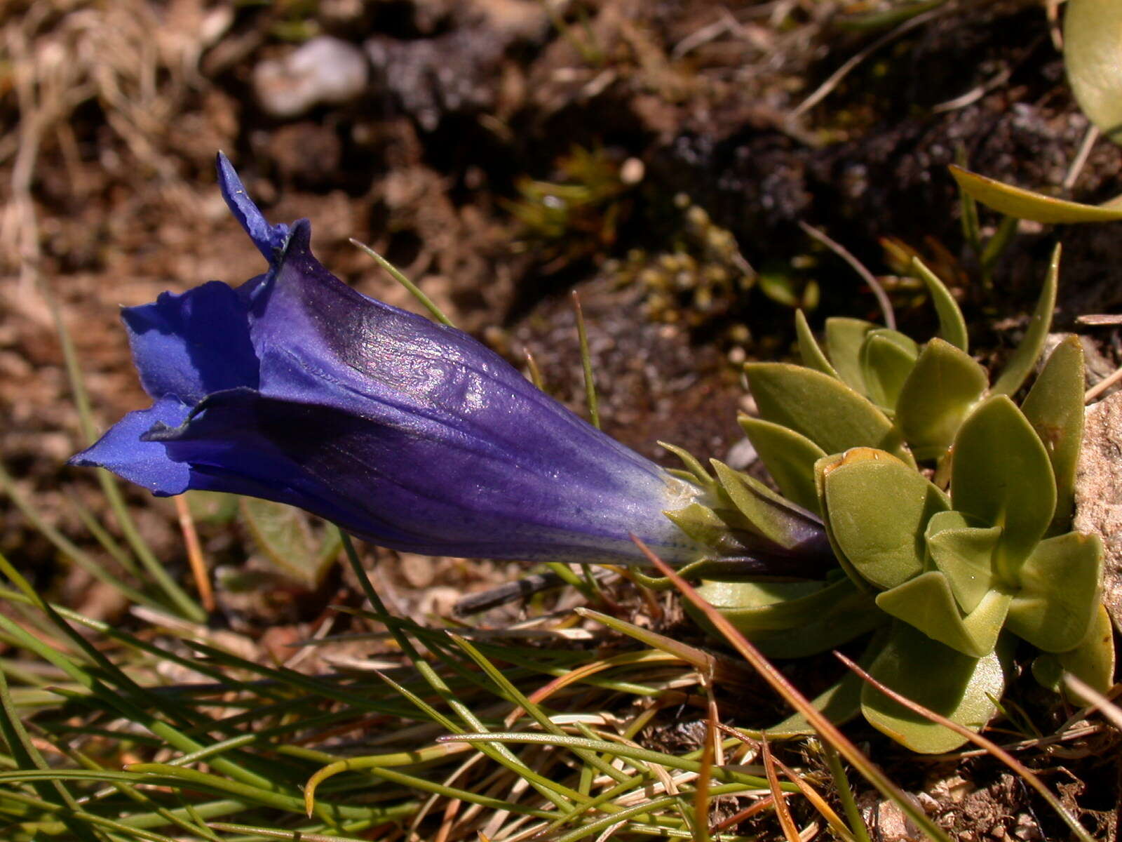 Image of Gentiana alpina Vill.