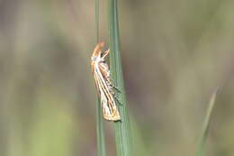 Image of Crambus multilinellus Fernald 1887