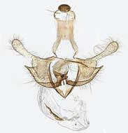 Image of Coleophora serpylletorum Hering 1889