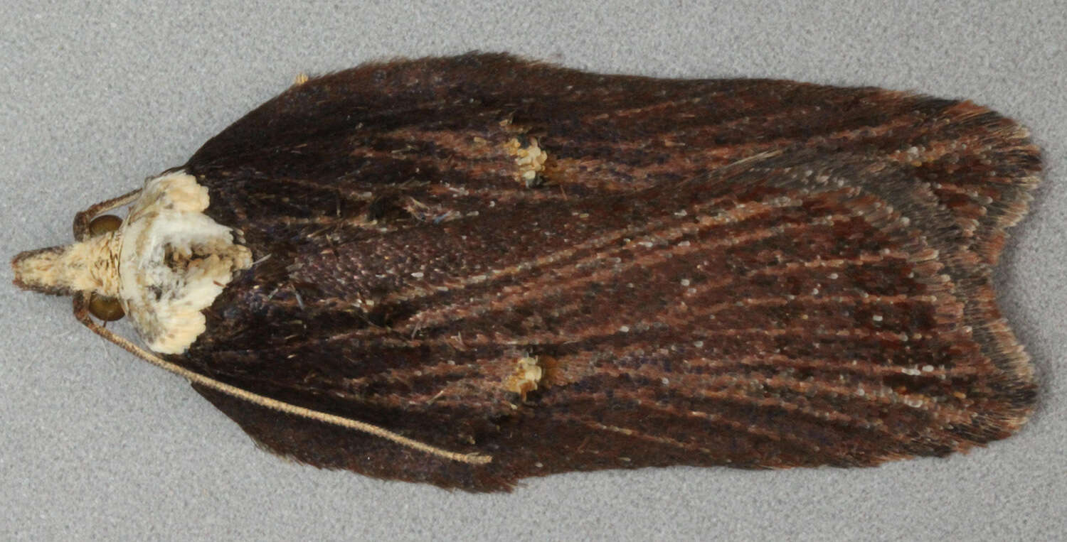 Image of Acleris hastiana Linnaeus 1758