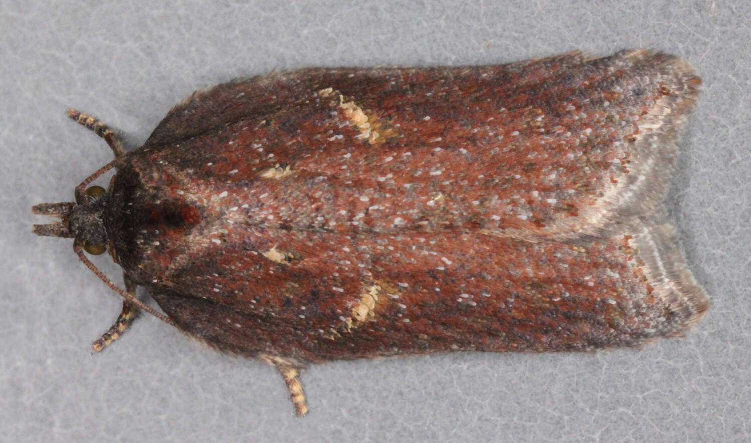 Image of Acleris hastiana Linnaeus 1758