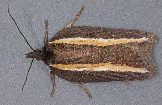 Image of Acleris hastiana Linnaeus 1758